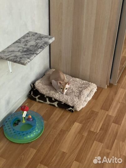 Канадский сфинкс кошка