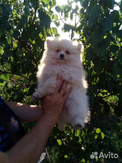 Шпиц добрый мальчик )