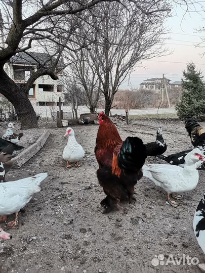 Петух брама