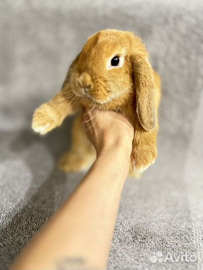 Отдам кролика в добрые руки