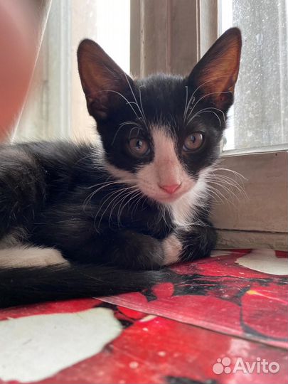 Котята
