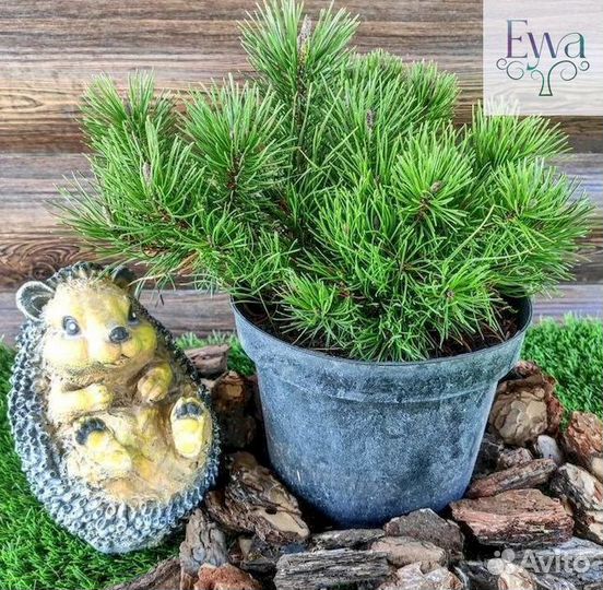 Ель, туя, сосна, можжевельник