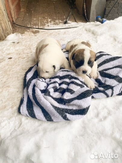 Готовятся к продажи