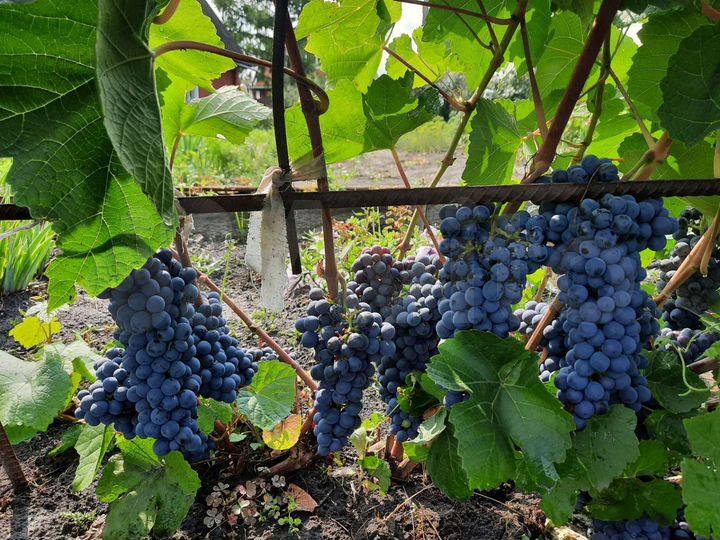 Дача 50 м² на участке 6 сот.