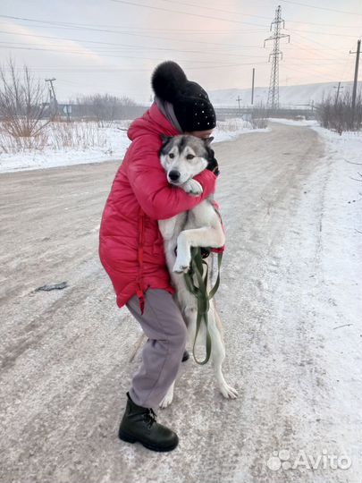 Собака в добрые руки