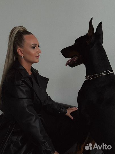 Фотосессия с доберманом