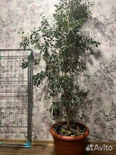 Фикус бенджамина большой