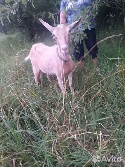 Зааненская дойная коза