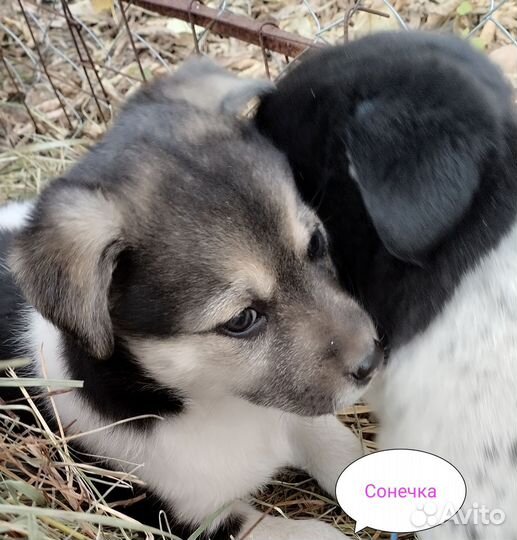 Щенки для заботливых хозяев