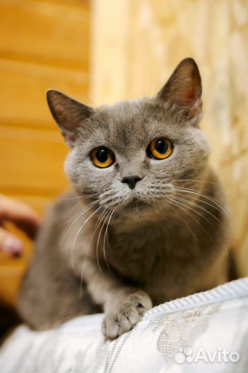 Грациозная киса Эльза ждет добрых хозяев