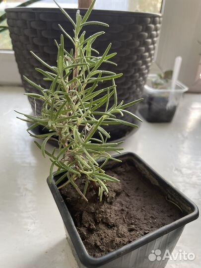 Дерево кофе с плодами, кротон, розмарин