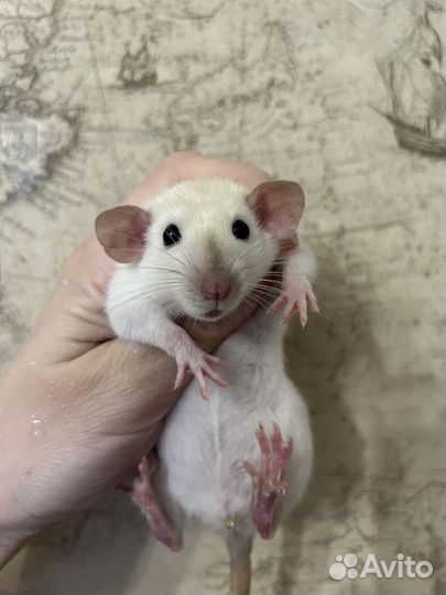 Крысята Дамбо девочки 1,5 месяца