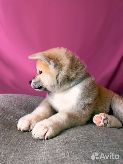 Продам щенка