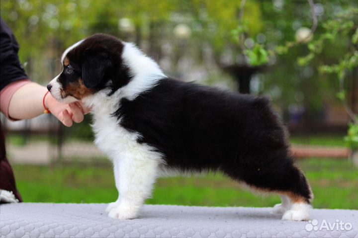 Щенки аусси