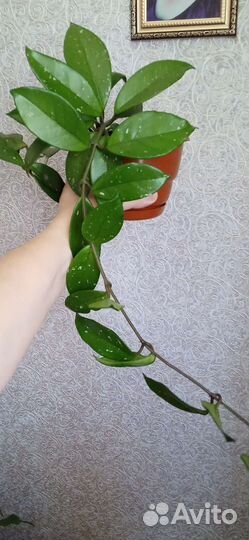 Хойя/ восковой плющ