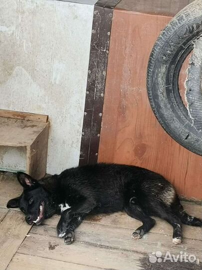 Собака в добрые руки щенок