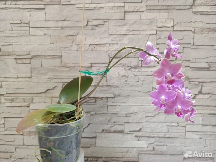 Орхидея фаленопсис
