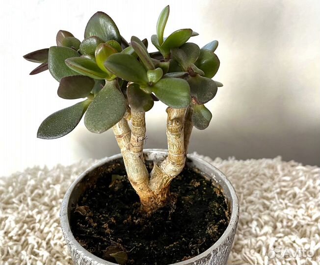 Бонсай, толстянка, денежное дерево, крассула,6 лет