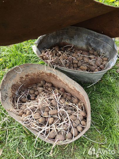 Семенной картофель