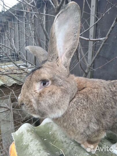 Кролики Бельгийский великан