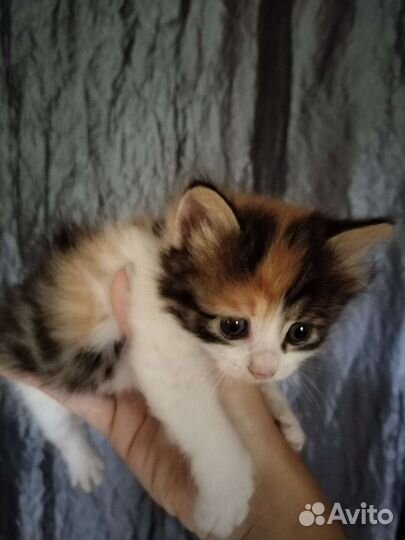 Котята курильского бобтейла