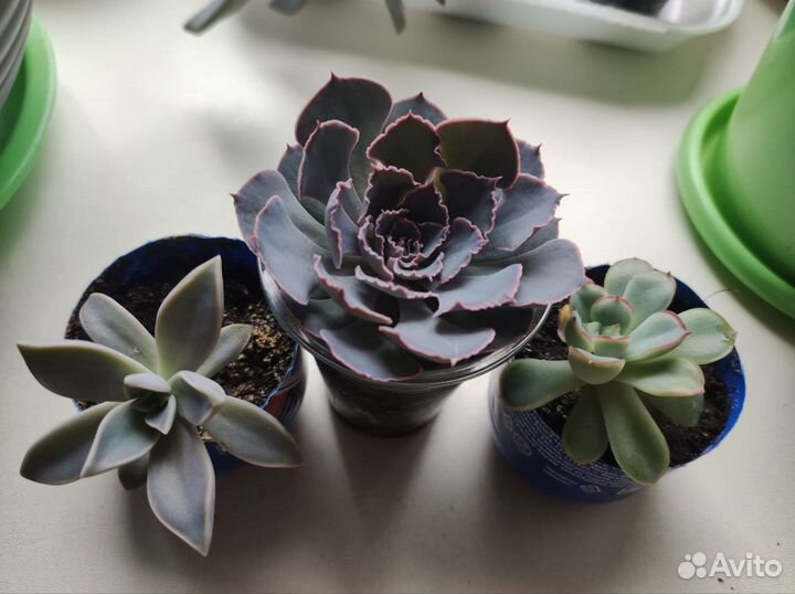 Суккуленты