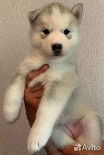 Щенки сибирской хаски