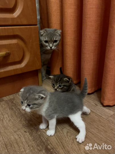 Отдам бесплатно в добрые руки