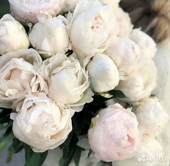 Пионы Розы Доставка