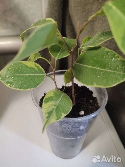 Вариегатный фикус бенджамина Бафт 2 черенка