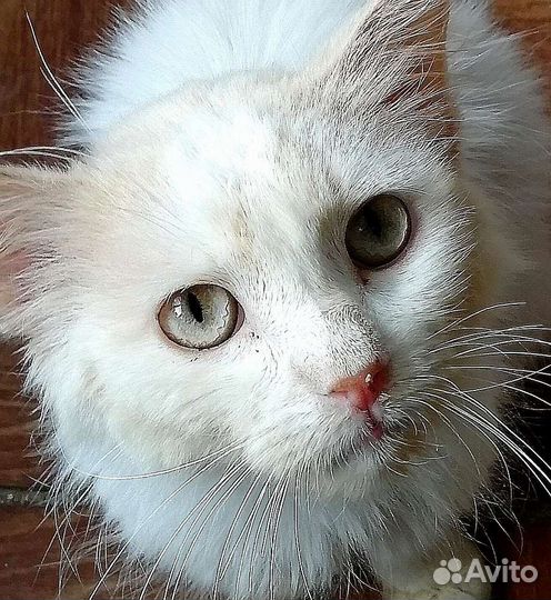 Особенный котик в добрые руки