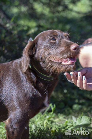 Собака в добрые руки отдам бесплатно