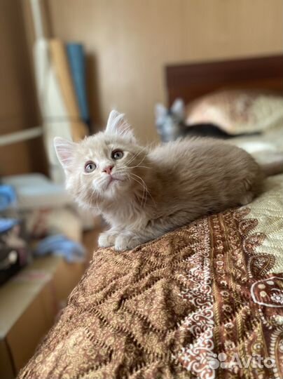Котята мейн-кун