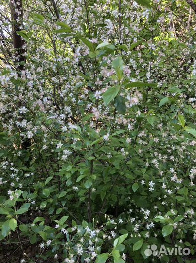Саженцы вишни трёхлетней