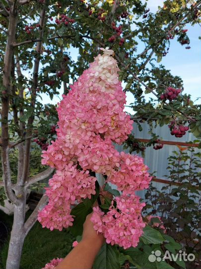 Ванилла Фрейз Гортензия метельчатая Vanille Fraise