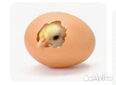 Цыплята бройлер иностранки