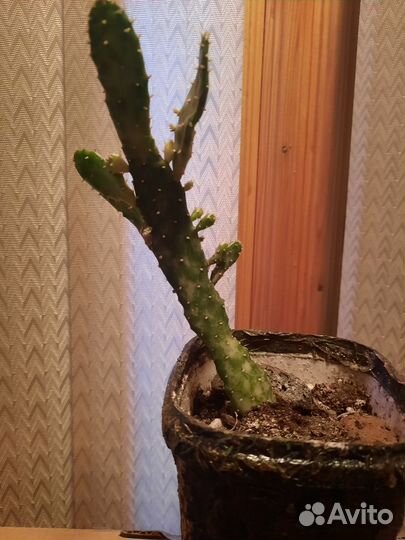 Кактусы