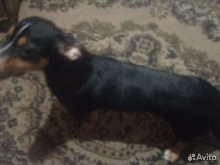 Собака такса пол года джокер