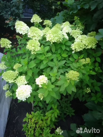 Растения для сада гортензия