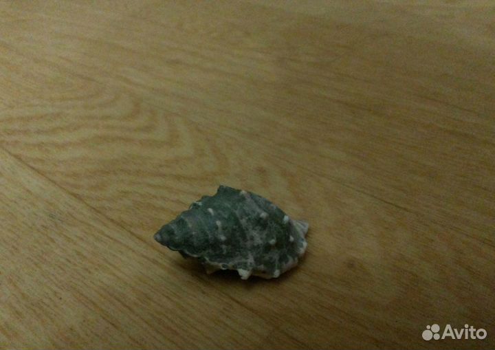 Ракушки для аквариума