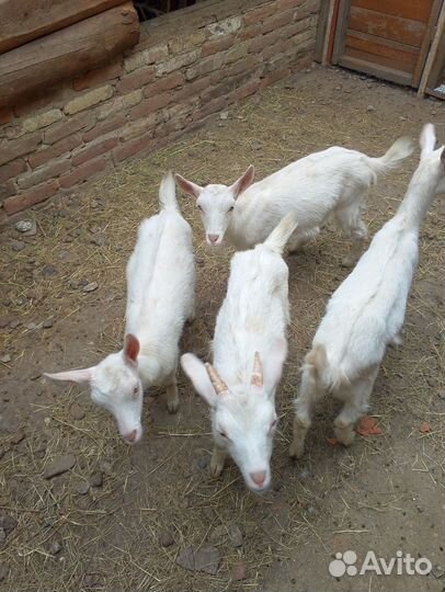 Продам козу дойную и козлят