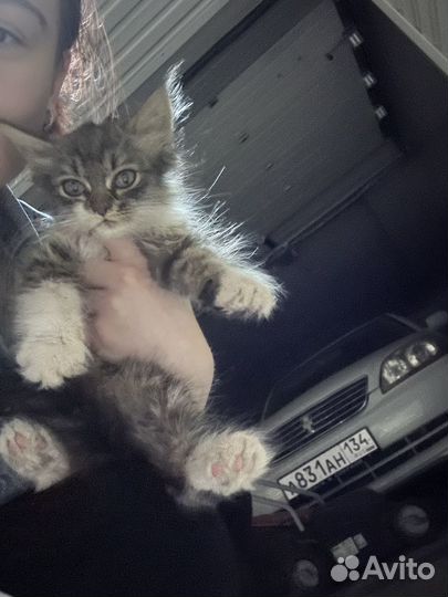 Найден котенок / найден кот