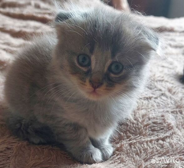 Шотландские