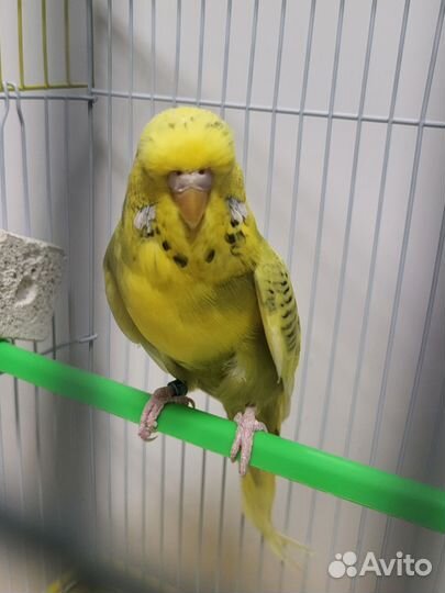 Волнистый попугай