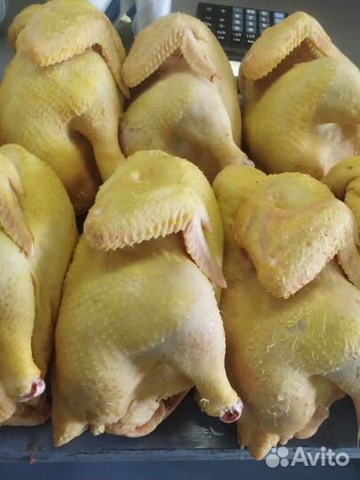 Куры опт