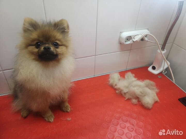 Грумер (груминг, стрижка кошек и собак)