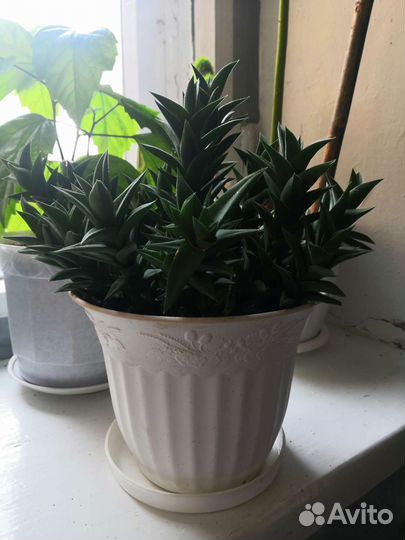 Хавортия извилистая