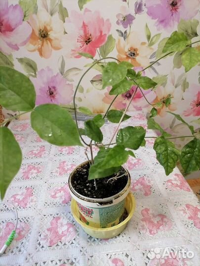 Комнатное растение - Жасмин