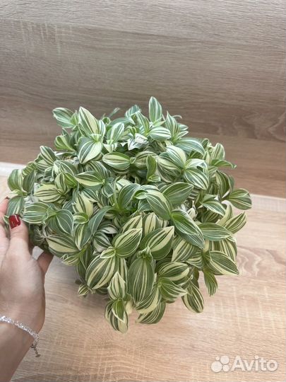 Традесканция белая