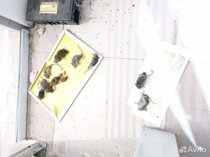 Уничтожение запаха, плесени, грибка, насекомых